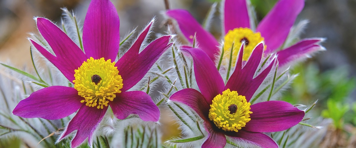 koniklec (pulsatilla vulgaris)